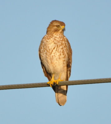 Red-shouldered Hawk