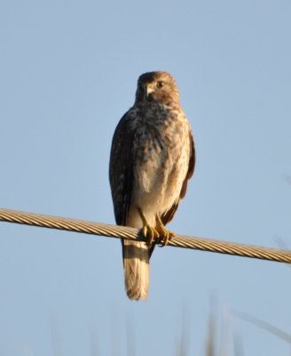 Red-shouldered Hawk
Blue Heron Drive