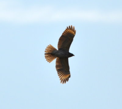 Red-shouldered Hawk