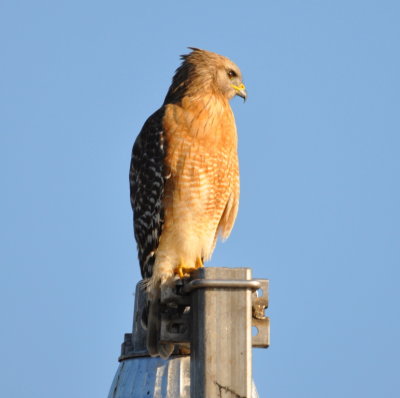 Red-shouldered Hawk