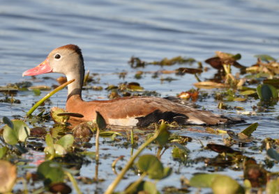 Black-bellied Whistling Duck