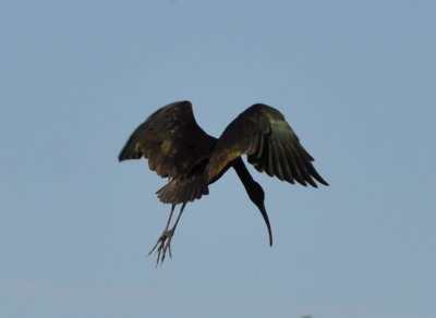 Glossy Ibis
Blue Heron Drive
