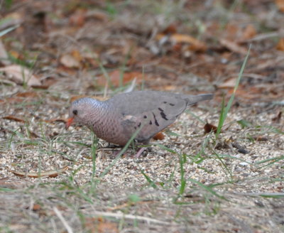 Common Ground Dove
SATURDAY MORNING at the Haydens' house
Titusville, FL