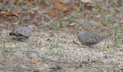 Common Ground Doves