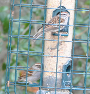 Chipping Sparrows
at Haydens' house, Titusville, FL