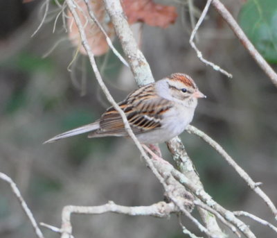 Chipping Sparrow