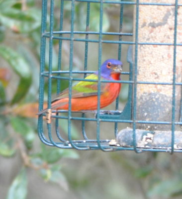 Male Painted Bunting