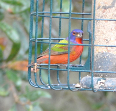 Male Painted Bunting