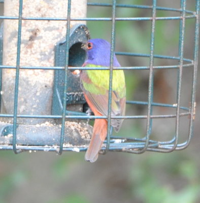 Male Painted Bunting