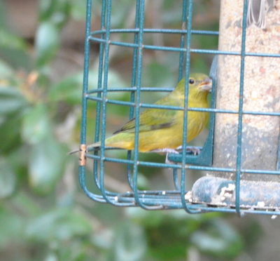 Female Painted Bunting