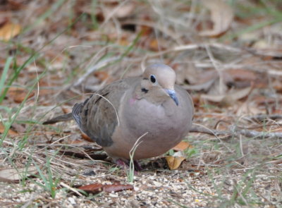 Mourning Dove