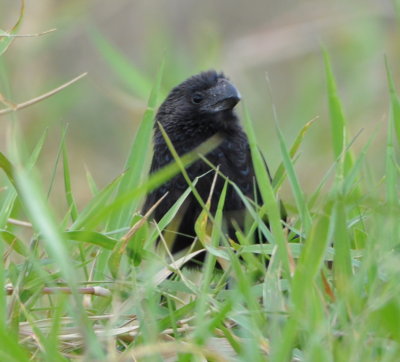 Smooth-billed Ani