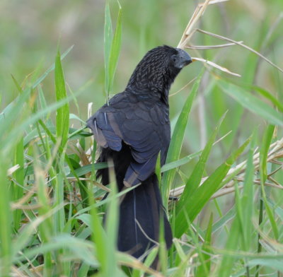 Smooth-billed Ani