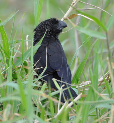 Smooth-billed Ani