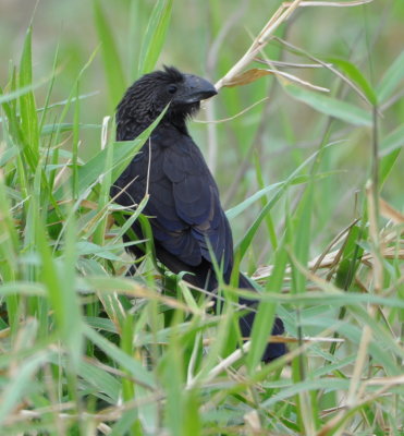 Smooth-billed Ani