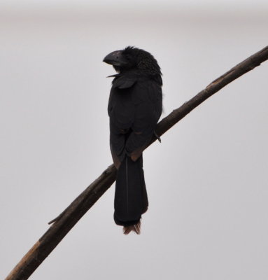 Smooth-billed Ani