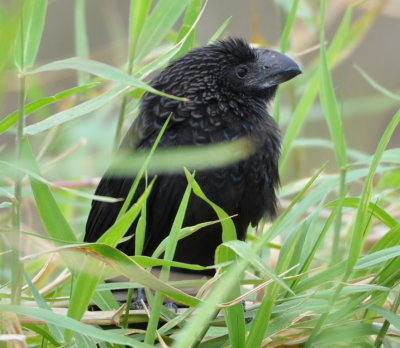 Smooth-billed Ani