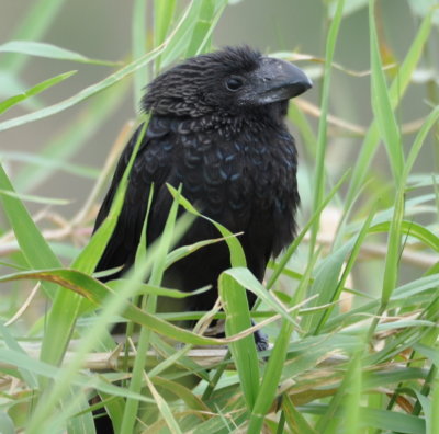 Smooth-billed Ani
