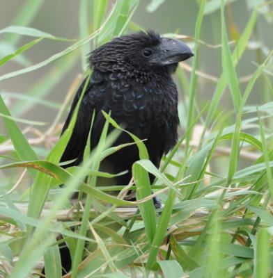 Smooth-billed Ani
