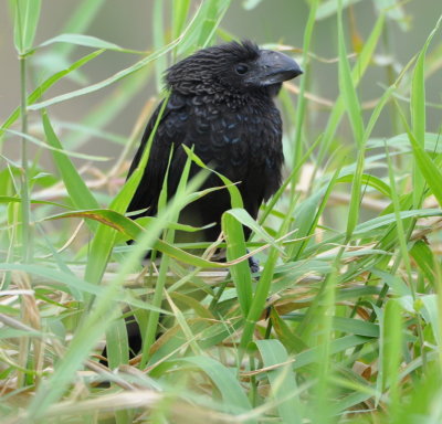 Smooth-billed Ani