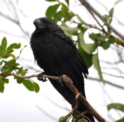 Smooth-billed Ani