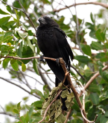 Smooth-billed Ani