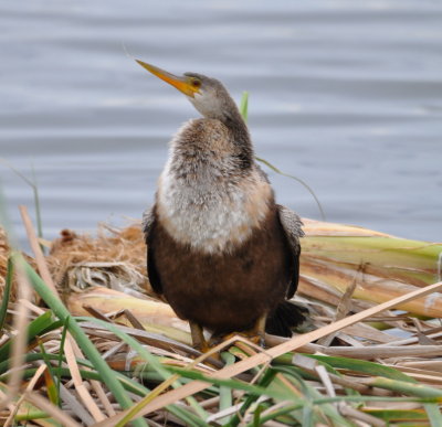 Anhinga
Viera Wetlands, FL