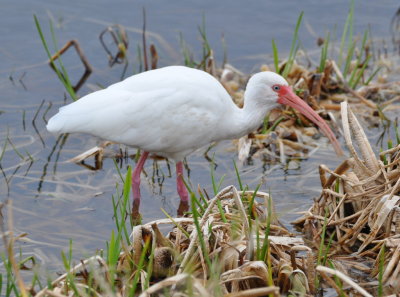 White Ibis