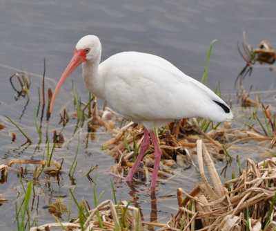 White Ibis