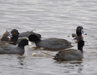 American Coots and Ring-necked Ducks
Viera Wetlands