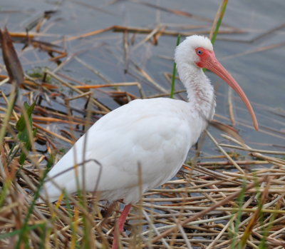 White Ibis