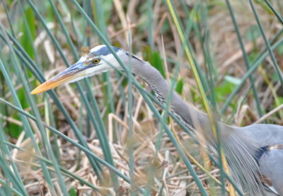 Great Blue Heron