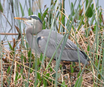 Great Blue Heron
Viera Wetland
