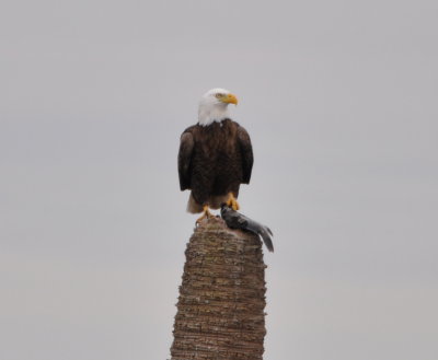 Bald Eagle with fish
Viera Wetland