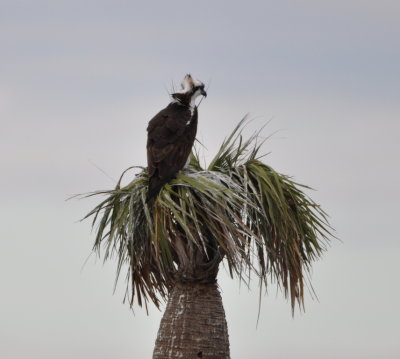 Osprey