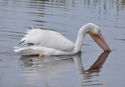 American White Pelican