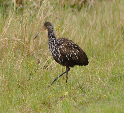 Limpkin