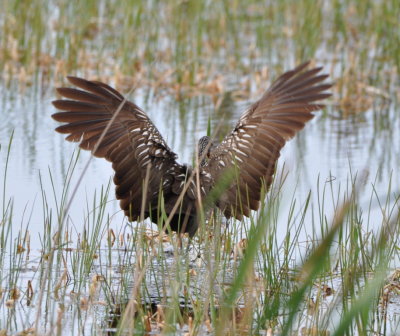 Limpkin