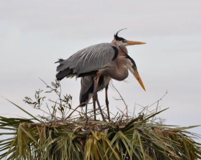Great Blue Herons