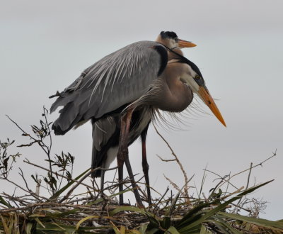 Great Blue Herons
