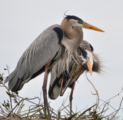 Great Blue Herons