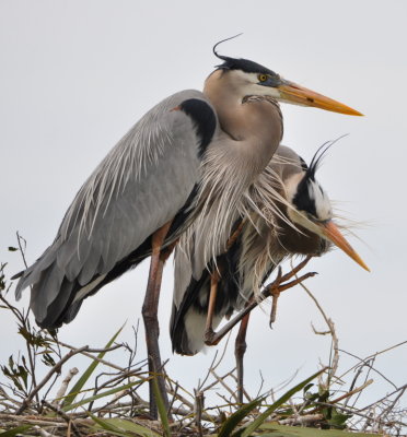 Great Blue Herons