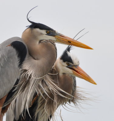 Great Blue Herons