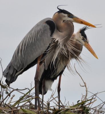 Great Blue Herons