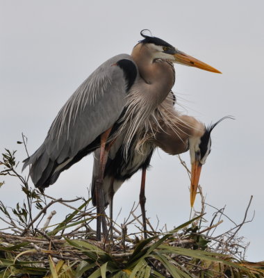 Great Blue Herons