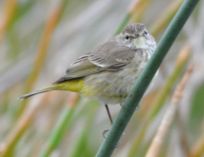 Palm Warbler
Viera Wetland