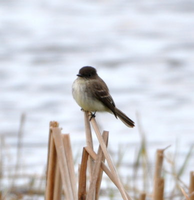 Eastern Phoebe