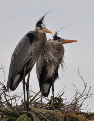 Great Blue Herons