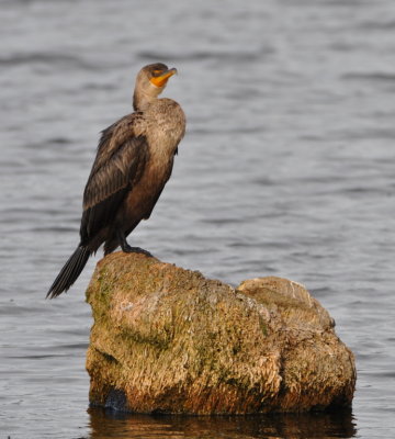 Double-crested Cormorant