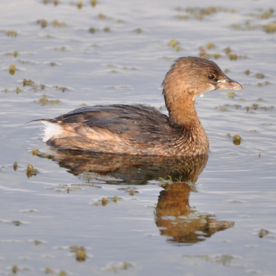 Pied-billed Grebe